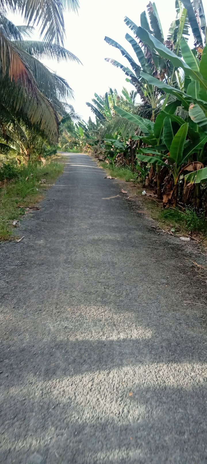 Đất mặt tiền 26,5m tại Phong Phú, Cầu Kè - Chỉ 550 triệu