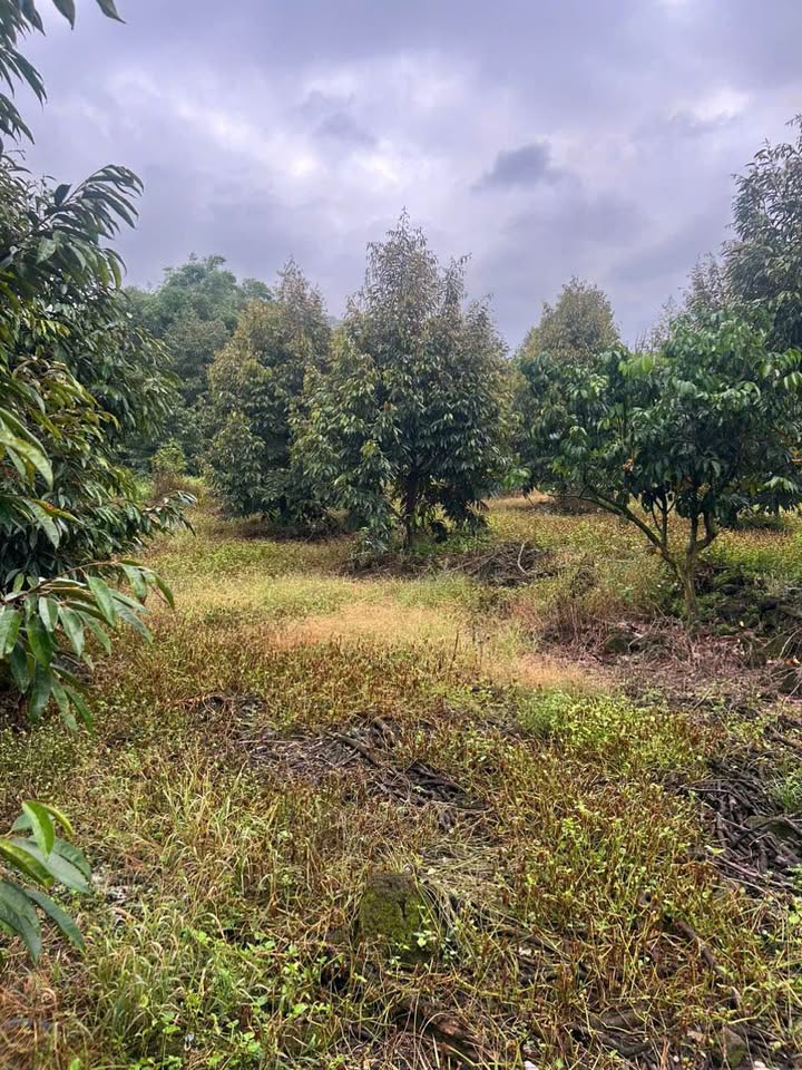 Đất thổ cư Phú Trung, Tân Phú, Đồng Nai 5400m² giá 1.6 tỷ - Cơ hội đầu tư tuyệt vời!