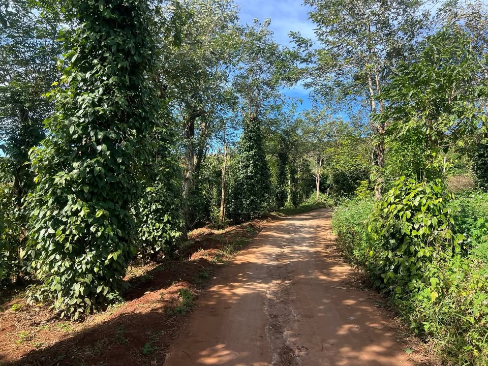 Đất nền 1,2ha tại Hải Yang, Đăk Đoa - Cơ hội đầu tư hấp dẫn!