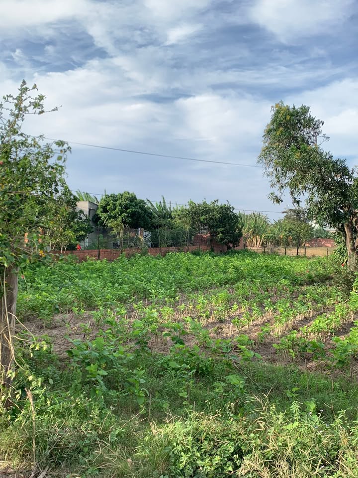 Đất nền Phú Thiện Gia Lai 513m² - Đất chính chủ, không qua môi giới!