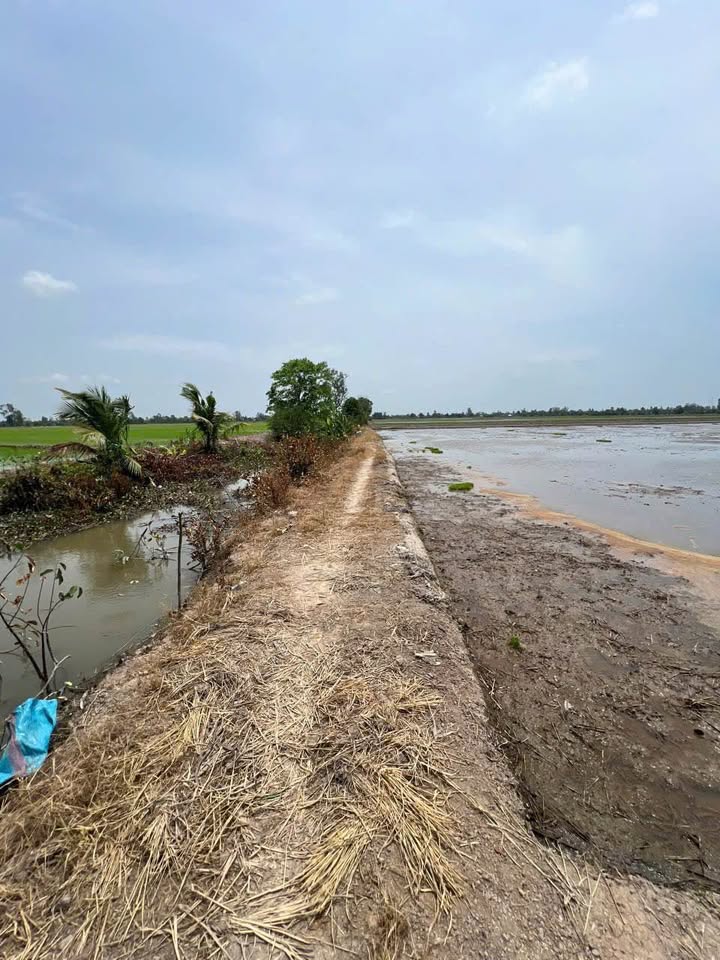 Đất lúa 2 mặt tiền kênh Thoại Sơn 28.739m² giá 11.145 tỷ - Cơ hội đầu tư hấp dẫn!