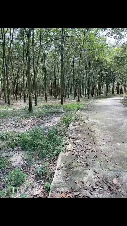 Đất Farm 1ha cao su Chơn Thành 10000m² - Đầu tư sinh lời hấp dẫn!