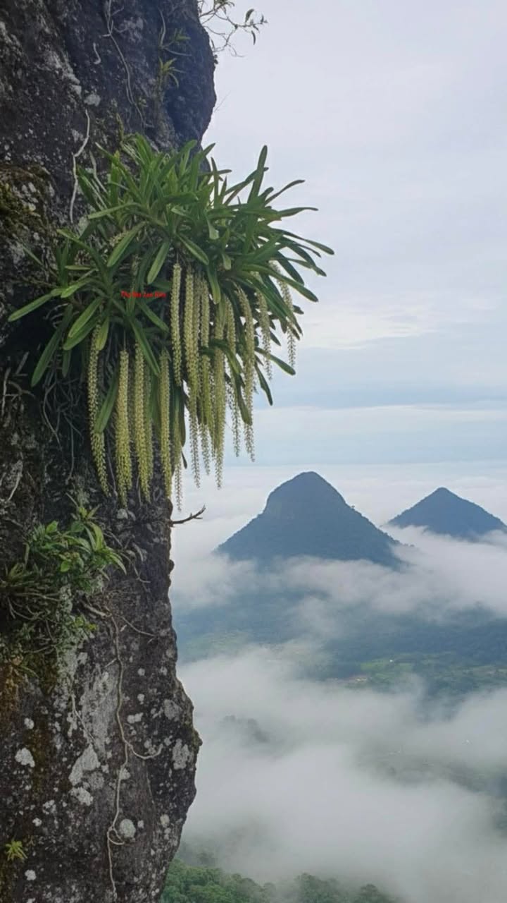 Đất nền Bến Tràm, Phú Quốc 500m² giá 1 tỷ - Sổ đỏ chính chủ, đầu tư sinh lời!