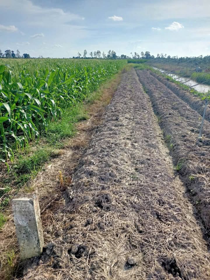 Đất lúa 9 công 9 tại An Thạnh Trung, Chợ Mới, An Giang - Giá chỉ 2.475 tỷ!