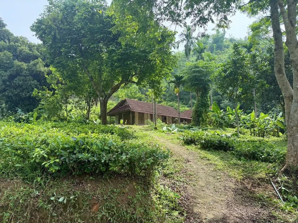 Đất khu nghỉ dưỡng Hương Cần, Thanh Sơn 1589m² - Sổ đỏ chính chủ, giá thương lượng