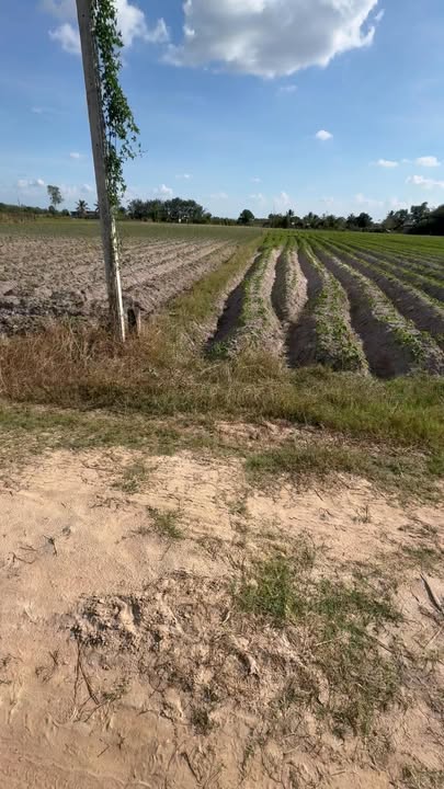 Đất Trà Vong Tân Biên 1000m² giá 320 triệu - Sổ hồng chính chủ, đầu tư tiềm năng!