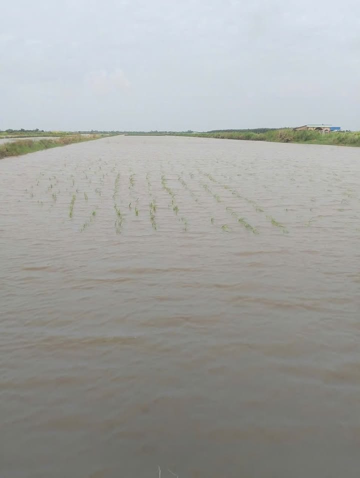 Đất vườn nuôi tôm, lúa 30 công tại Đông Hưng B, Cà Mau - Giá chỉ 110 triệu/công!