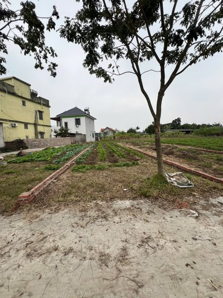 Đất thổ cư Bắc Lý 120m² giá chỉ 100 triệu - Đầu tư sinh lời ngay!