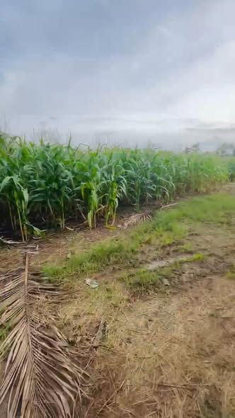 Đất thổ cư 18000m² tại Thôn 16, Buôn Đôn chỉ 625 triệu - View hồ tuyệt đẹp!