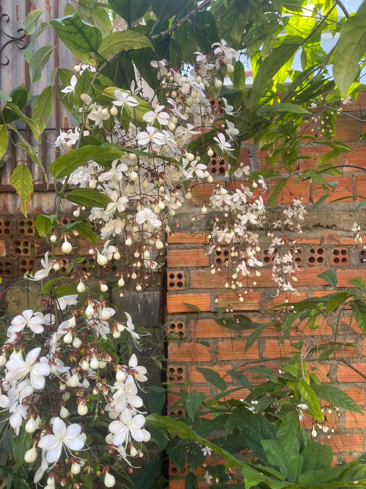 Đất thổ cư thôn Đức Bình, Đắk Mil 450m² giá 418.5 triệu - Cơ hội đầu tư tuyệt vời!