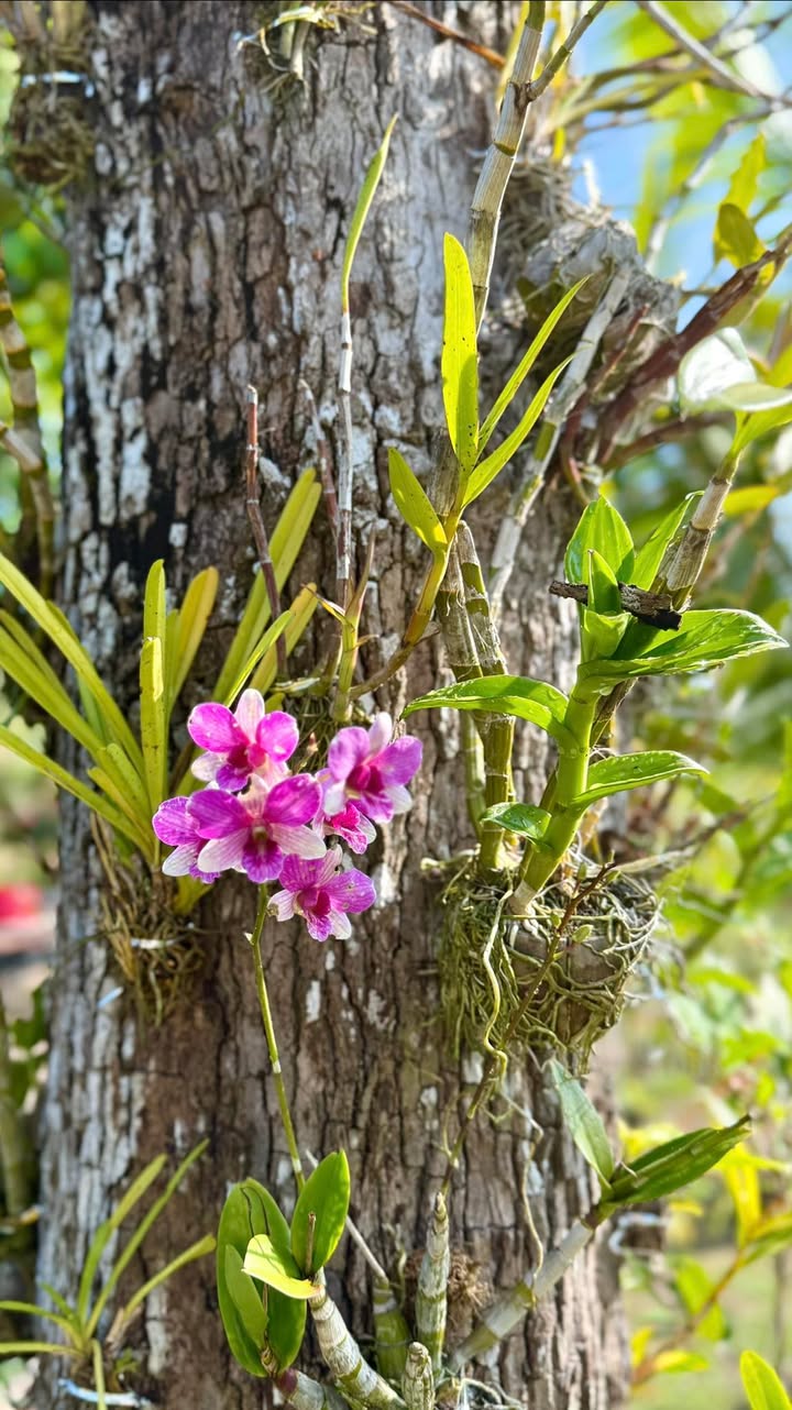 Đất nền Dầu Tiếng, Củ Chi 720m² giá 1 tỷ - Tiềm năng đầu tư lớn!