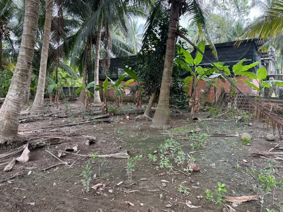 Đất vườn dừa Phước Mỹ Trung 3290m² giá 850 triệu - Đầu tư sinh lời ngay!