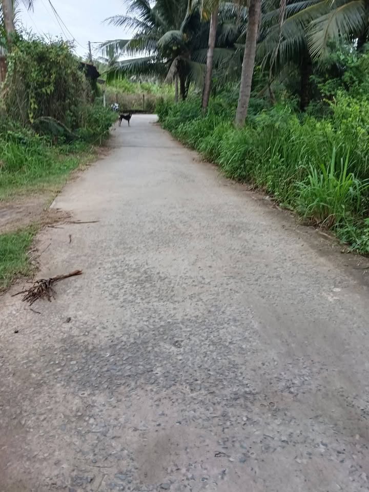 Đất vườn dừa Bến Tre 8770m² giá 1.2 tỷ - Đầu tư sinh lời ngay!