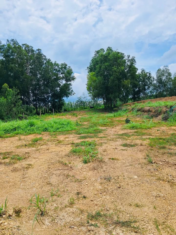 Đất nền Phước Tân, Xuyên Mộc 1131m² giá 1 tỷ - Cơ hội đầu tư hấp dẫn!