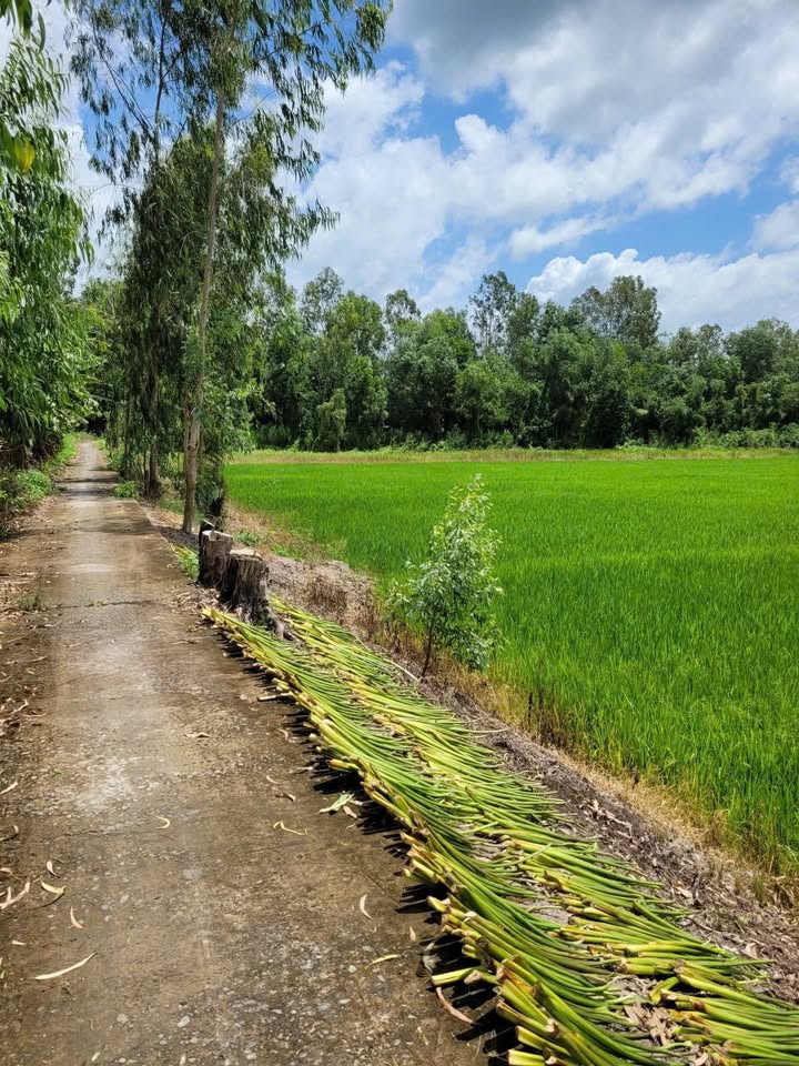 Đất vườn tại xã Phong Mỹ, Đồng Tháp 2600m² giá chỉ 480 triệu - Cơ hội đầu tư hấp dẫn!