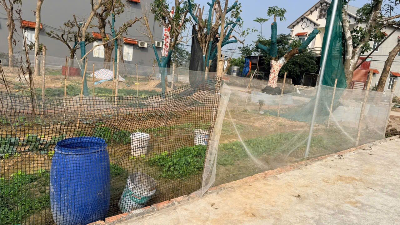 Đất nền Mã Quần, Bắc Lý 100m² giá chỉ 600 triệu - Cơ hội đầu tư tiềm năng!