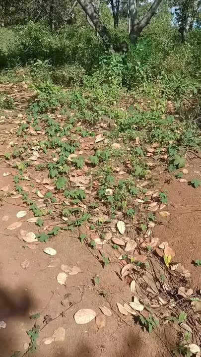 Đất bán xã Bình Minh 12000m² giá 25 triệu - Cơ hội đầu tư lý tưởng!