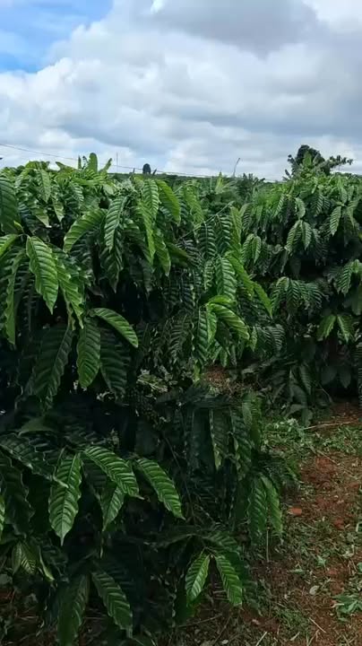 Đất nền 12000m² Lộc Ngãi giá 850 triệu - Tiềm năng đầu tư lớn!