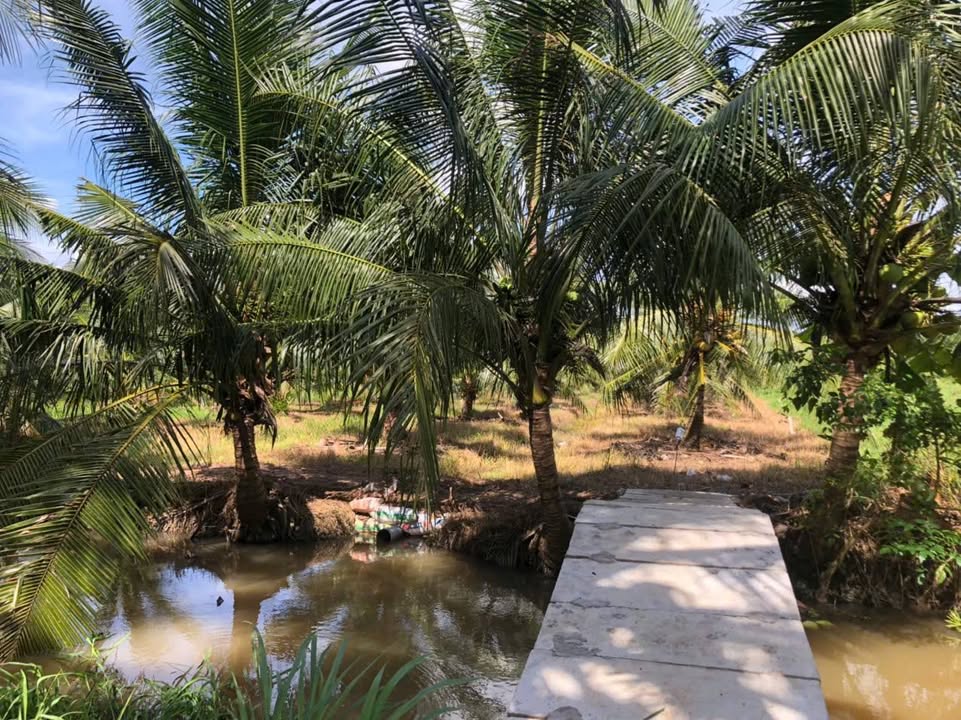 Đất vườn dừa xiêm 2500m² tại Bình Thành, Giồng Trôm - Giá chỉ 800 triệu!