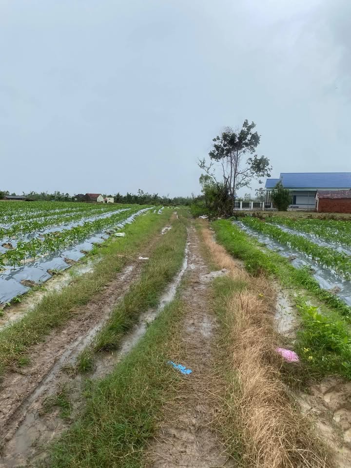 Đất vườn Bình Tân Tây Sơn 1366m² giá chỉ 1xx - Cơ hội đầu tư hấp dẫn!