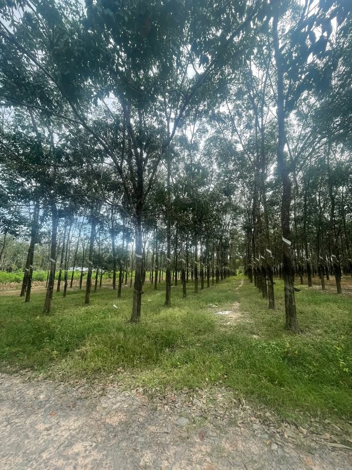 Đất nền Xuân Thành 4800m² giá 1.344 tỷ - Đầu tư sinh lời hấp dẫn!