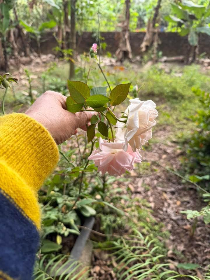 Đất thổ cư Đông Ninh, Khoái Châu 150m² - Mặt đường lớn, cơ hội đầu tư hấp dẫn!