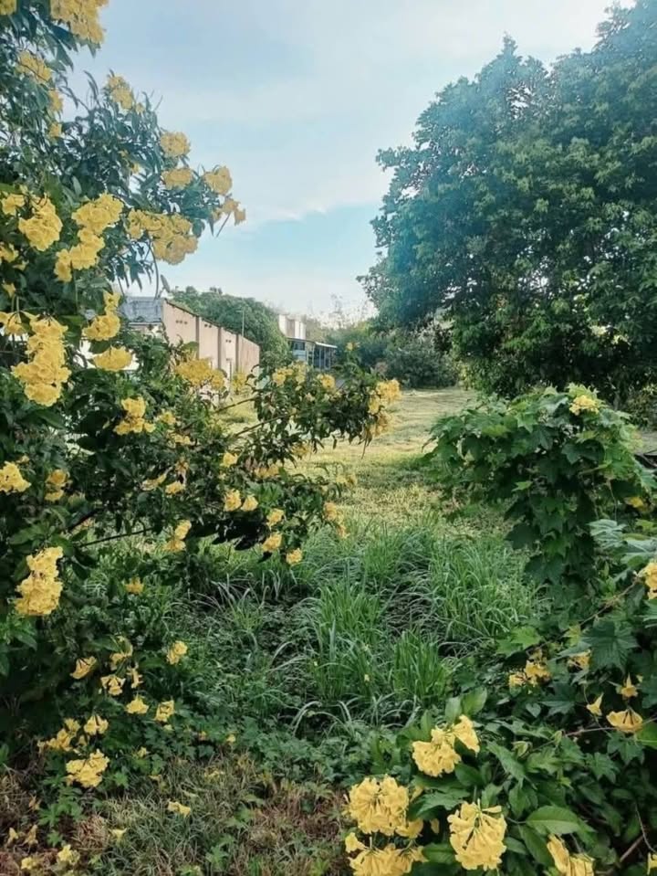 Đất nền Hiếu Liêm Bắc Tân Uyên 550m² giá 1.8 tỷ - Phong thủy tốt, đầu tư sinh lời!