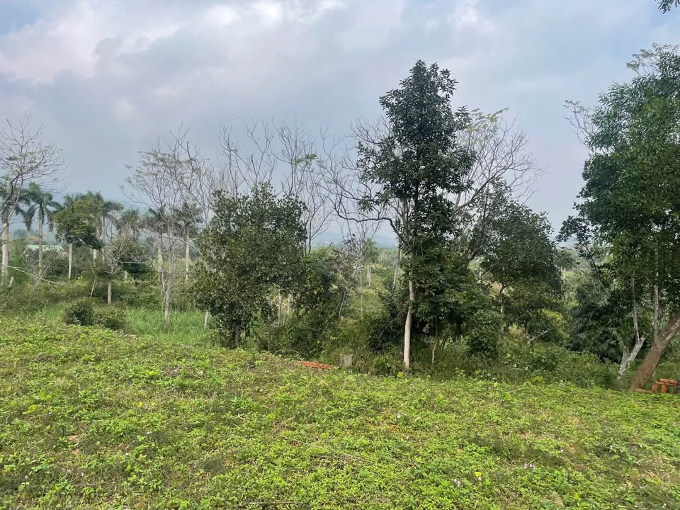 Đất chính chủ Yên Bài, Ba Vì 100.000m² - Cơ hội đầu tư tuyệt vời!