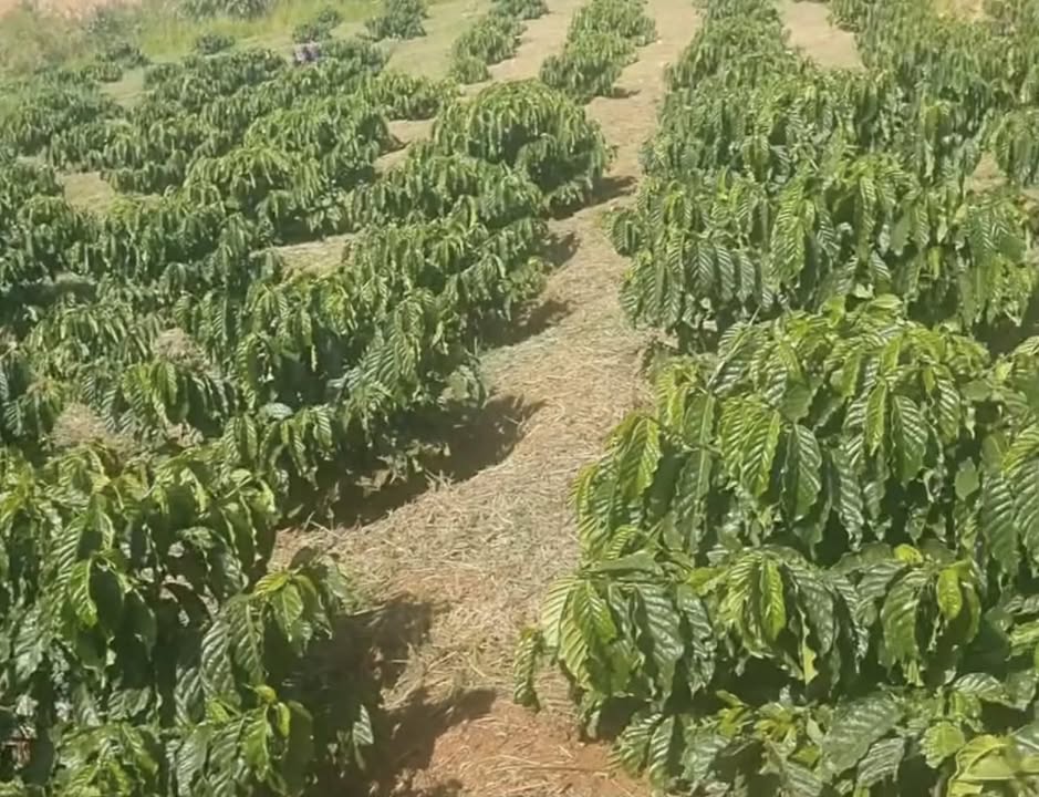 Lô đất Farm Đạ Đờn, Lâm Hà 45.000m² giá 1.7 tỷ - Đầu tư sinh lời hấp dẫn!