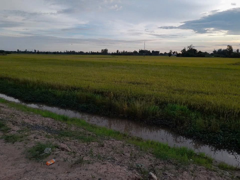 Đất ruộng 16.000m² tại Xã Phú Hòa, An Giang giá 1.5 tỷ - Pháp lý rõ ràng!