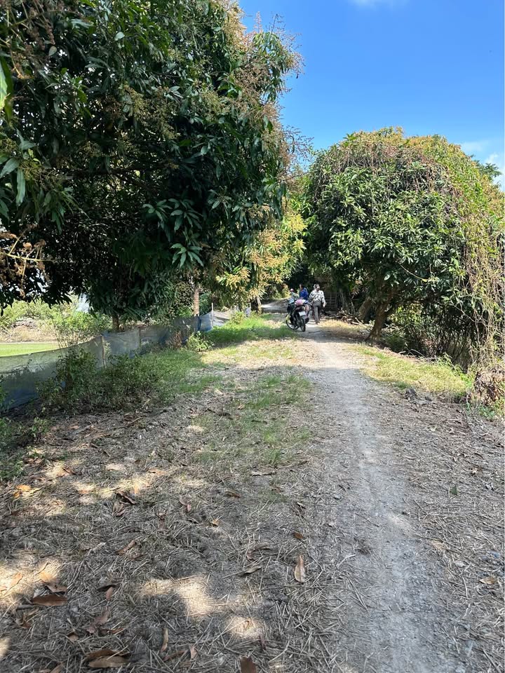 Bán đất lúa 22.000m² Thoại Sơn - Giá tốt, đầu tư sinh lời!