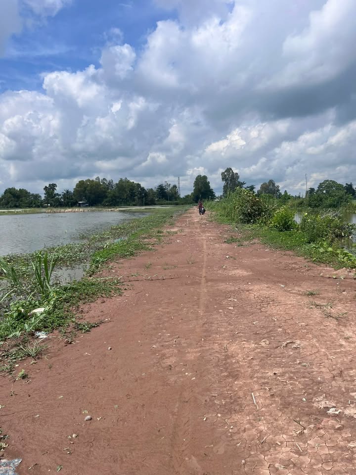 Đất Lúa 7 Công Bình Khánh, Long Xuyên 4.55 Tỷ - Tiềm Năng Đầu Tư Lớn!