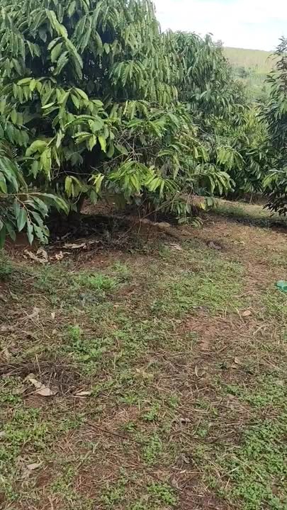 Đất Farm 3,2ha tại Ia Me, Chư Prông, Gia Lai - Đầu tư lý tưởng cho nông nghiệp!