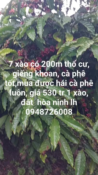 Đất vườn cà phê Hòa Ninh 7 xào giá 11.795 tỷ - Sẵn sàng thu hoạch ngay!