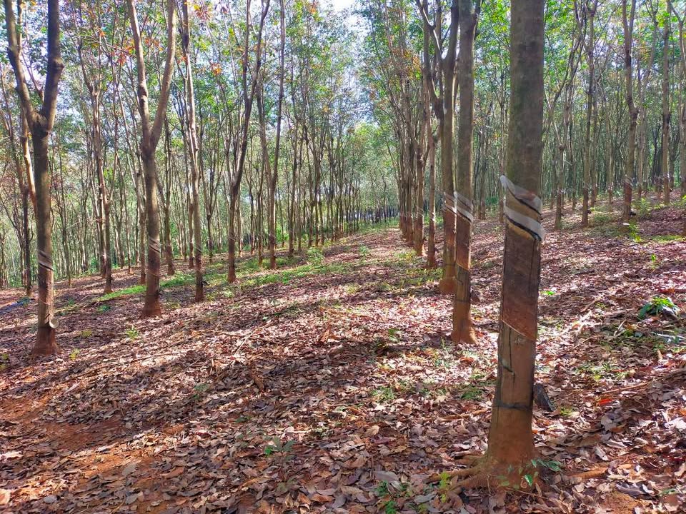 Đất Farm 1,6ha xã Bình Tân, huyện Phú Riềng - Cơ hội đầu tư hấp dẫn!