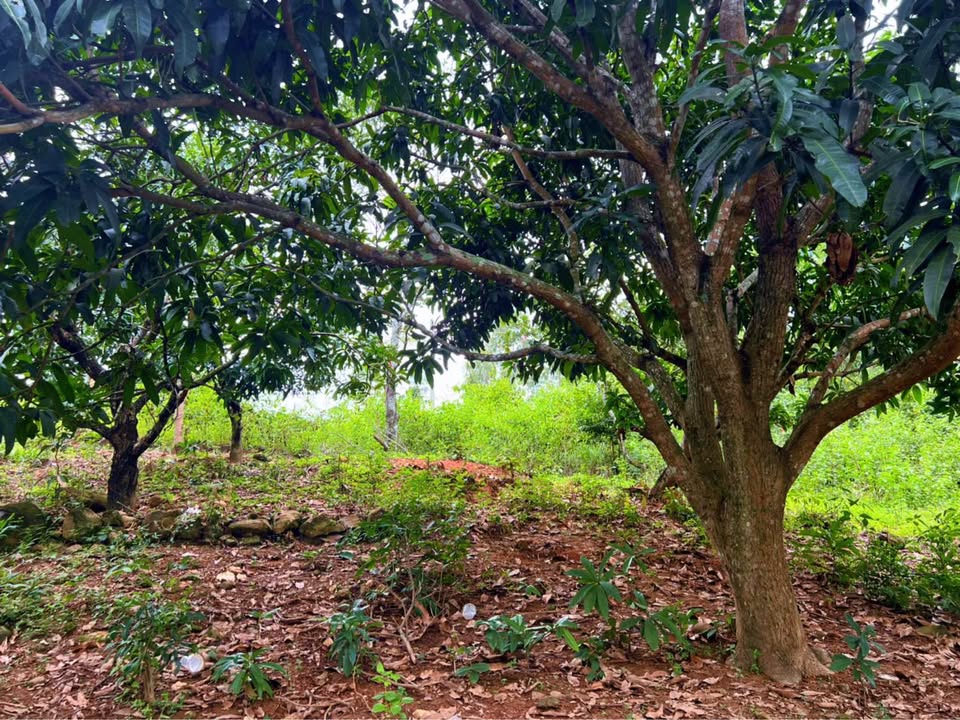 Đất Farm 4.400m² Diên Toàn - Diên Khánh giá 11 tỷ - Phong thủy đẹp, không khí trong lành!