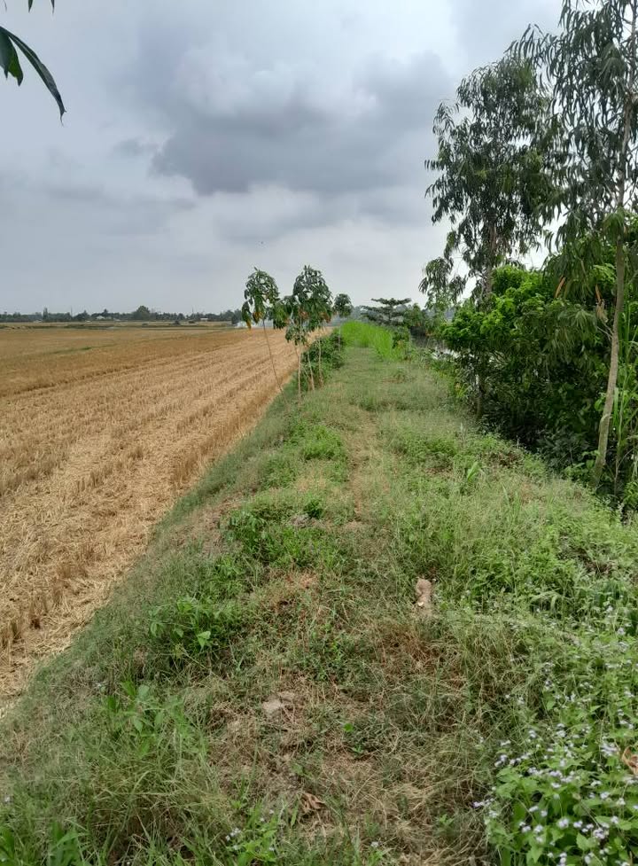 Đất ruộng ấp Phiêu, xã Hiệp Hòa 16975m² giá 2.546 tỷ - Cơ hội đầu tư hấp dẫn!