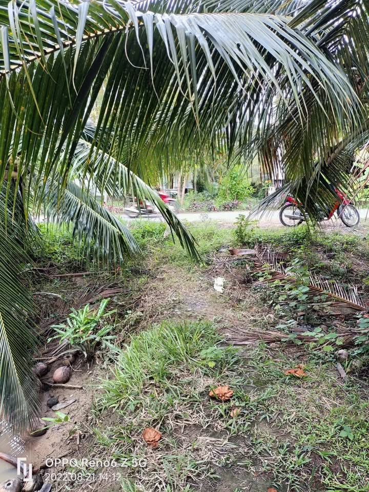 Đất mặt tiền đường nhựa An Hội, Giồng Trôm 5179m² giá 8.7 tỷ - Đầu tư lý tưởng!