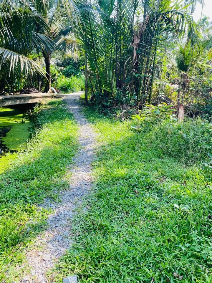 Đất vườn Phú Túc, Châu Thành, 500m² chỉ 295 triệu - Đầu tư sinh lời ngay!