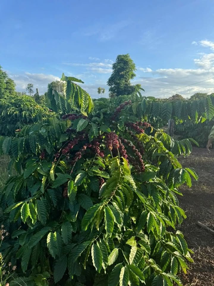 Đất nền Quảng Hiệp 2.1600m² giá 1.75 tỷ - Sổ đỏ chính chủ, điện nước đầy đủ!