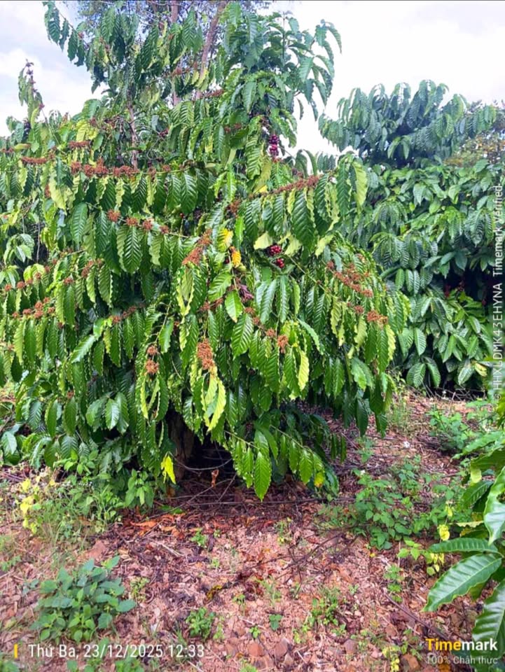 Đất rẫy Ea M'Droh 1ha1 giá 750 triệu - Đầu tư sinh lời ngay!