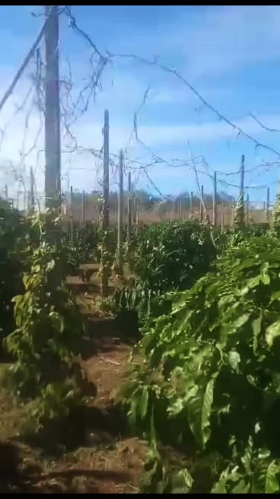 Farm Đắk Krông, Đắk Đoa 1ha giá 2.35 tỷ - Đầu tư sinh lời lý tưởng!