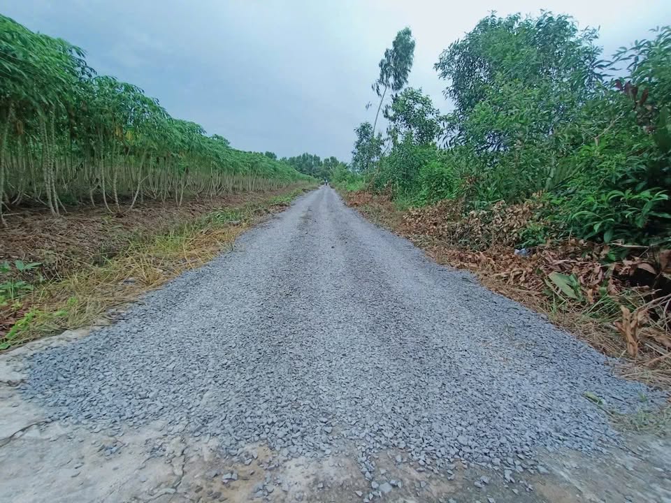 Đất vườn 1000m² tại Thạnh Hoà, Bến Lức giá 590 triệu - Tiềm năng sinh lời cao!