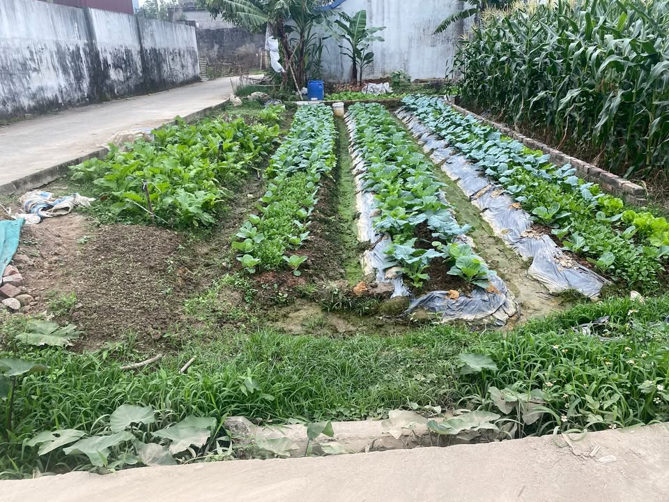 Đất thổ cư xã Nội Bài, huyện Sóc Sơn 55m² giá chỉ 2 tỷ - Vị trí đẹp, tiềm năng phát triển!