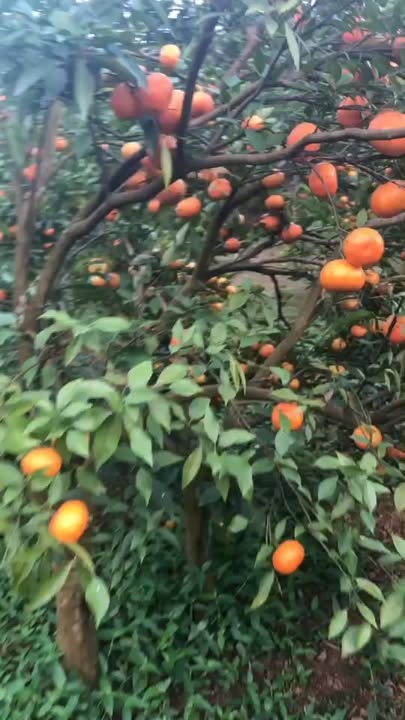 Đất thổ cư 2633m² tại Thung Nai, Cao Phong - Giá chỉ 20 triệu - Cơ hội đầu tư tuyệt vời!