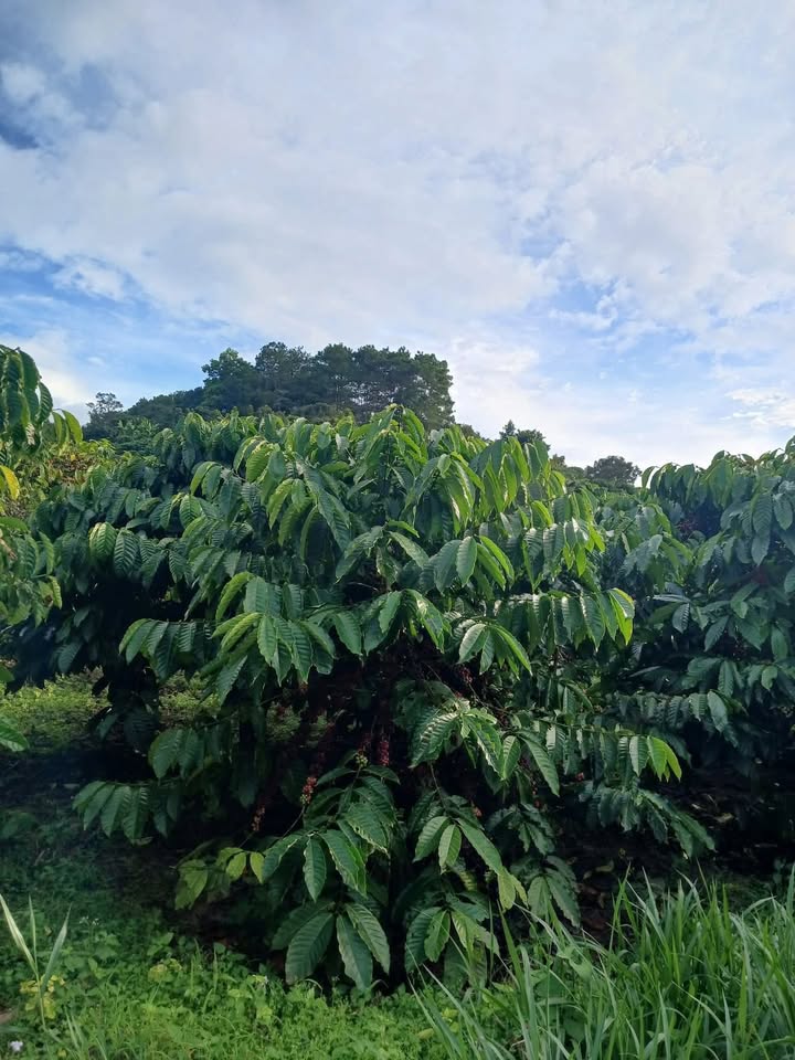 Đất nền Hòa Bắc Di Linh 76.000m² giá 1.3 tỷ - Cơ hội đầu tư tuyệt vời!