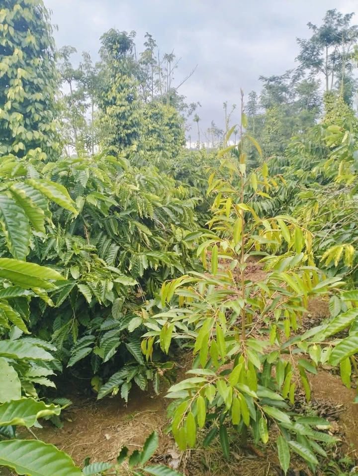 Đất Farm 2ha tại thôn 1, xã Ea Ning, huyện Cư Kuin - Giá chỉ 2 tỷ, cơ hội đầu tư tuyệt vời!