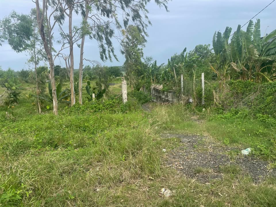 Đất nền Mặt Tiền Quốc Lộ 1A An Mỹ 4000m² - Cơ hội đầu tư không thể bỏ qua!