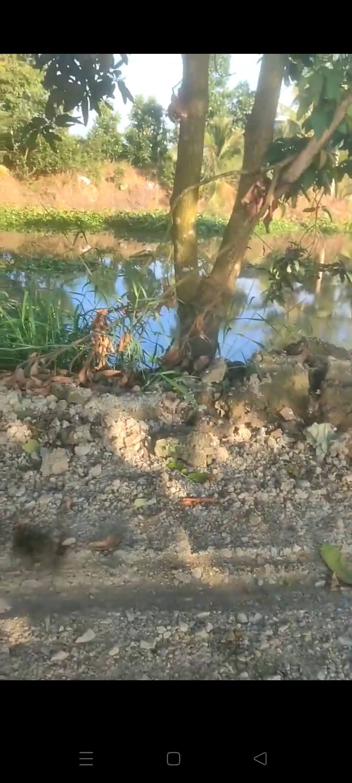 Đất ruộng lúa Gáo Giồng 10.000m² giá 6.9 tỷ - Đầu tư sinh lời tuyệt vời!