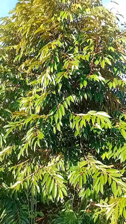 Đất nông nghiệp Đắk Nhau 10.000m² - Cơ hội đầu tư tuyệt vời!